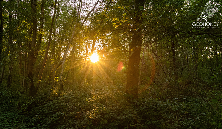 Old Trees Are Important in Fighting Climate Change